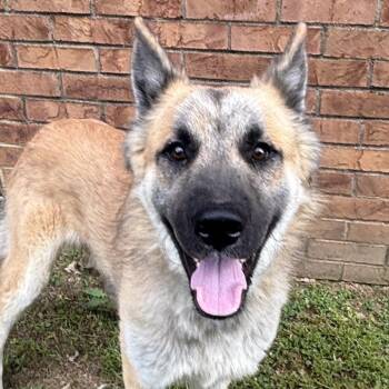 Drake -  Shepherd Dog for Adoption in Birmingham, Alabama - Drake | PetCurious