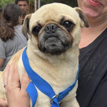 GORDO -  Pug Dog for Adoption in Graham, Washington - GORDO | PetCurious