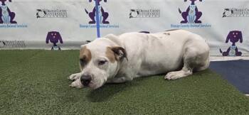 Pit Bull Terrier Dogs Available for Adoption - POPCORN | PetCurious