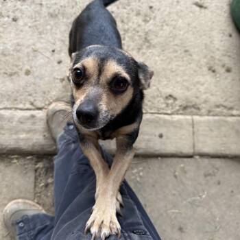 Chihuahua Dogs Available for Adoption - Pickles | PetCurious