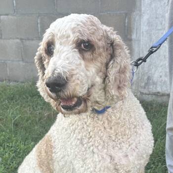 Finn - Local Sept 11-13 -  Labradoodle Dog for Adoption in Brookshire, Texas - Finn - Local Sept 11-13 | PetCurious