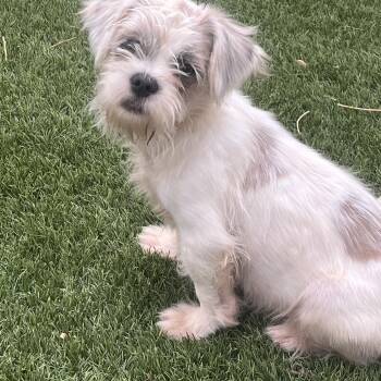 Dougie -  Shih Tzu Dog for Adoption in Longmont, Colorado - Dougie | PetCurious
