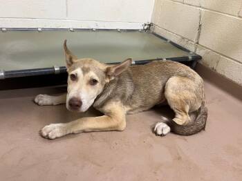 Pluto -  Husky and Pit Bull Terrier Dog for Adoption in Nacogdoches, Texas - Pluto | PetCurious