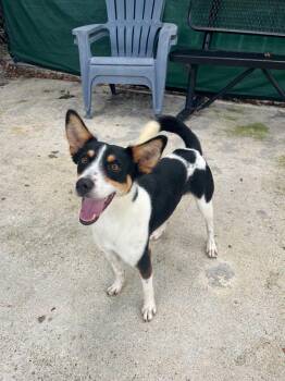 Flash -  Rat Terrier Dog for Adoption in Baton Rouge, Louisiana - Flash | PetCurious