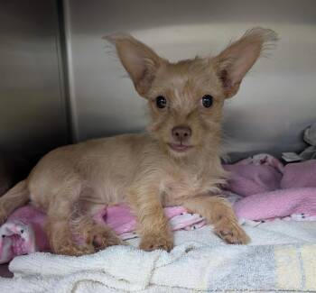 26Roo -  Terrier Dog for Adoption in Shingle Springs, California - 26Roo | PetCurious