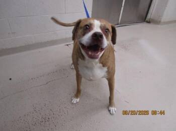 Turbo(808) -  Boxer and Terrier Dog for Adoption in Marietta, Georgia - Turbo(808) | PetCurious