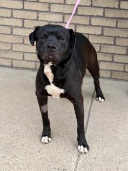 Mixed Breed Dogs Available for Adoption - Midnight | PetCurious