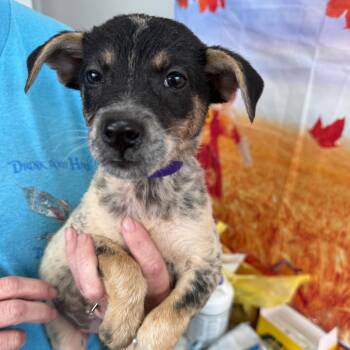 Riana -  Border Collie and Australian Cattle Dog Blue Heeler Dog for Adoption in Normal, Illinois - Riana | PetCurious