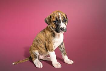 Boxer and Labrador Retriever Dogs Available for Adoption in Simsbury, Connecticut - Maji | PetCurious