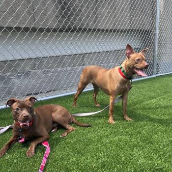 Prudence -  Boston Terrier and Chihuahua Dog for Adoption in Chicago, Illinois - Prudence | PetCurious