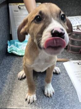 Kinger -  Labrador Retriever and American Bully Dog for Adoption in Dyersburg, Tennessee - Kinger | PetCurious
