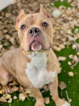 Mixed Breed Dogs Available for Adoption in Munster, Indiana - Humvee | PetCurious