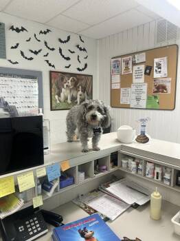 Scrappy -  Poodle Dog for Adoption in Ontario, California - Scrappy | PetCurious