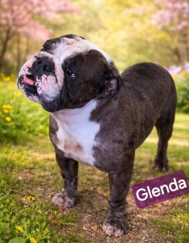 Bulldog Dogs Available for Adoption - Glenda | PetCurious