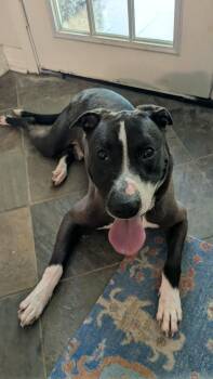 Cyrano, Your Velcro Companion -  American Staffordshire Terrier Dog for Adoption in Houston, Texas - Cyrano, Your Velcro Companion | PetCurious