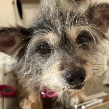 Mazie -  Terrier Dog for Adoption in Gulfport, Mississippi - Mazie | PetCurious
