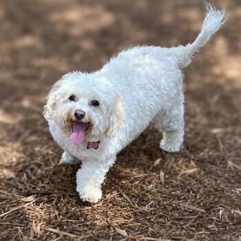 Rosie -  Poodle and Mixed Breed Dog for Adoption in Boerne, Texas - Rosie | PetCurious