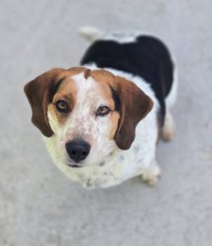 Beagle Dogs Available for Adoption in Viroqua, Wisconsin - Opie | PetCurious