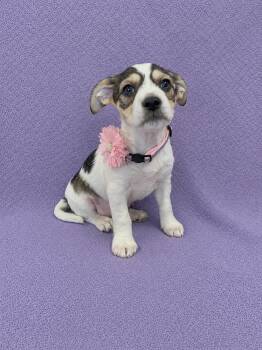 Camille -  Beagle and Chihuahua Dog for Adoption in Lodi, California - Camille | PetCurious