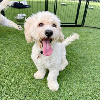 Poodle Dogs Available for Adoption in Agoura Hills, California - Kenny | PetCurious