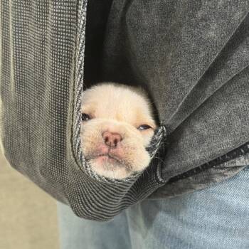 Chauncey -  French Bulldog Dog for Adoption in Austin, Texas - Chauncey | PetCurious