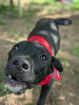 Rescue Pit Bull Terrier and Retriever Dogs for Adoption in Dover, Arkansas - Piglet | PetCurious