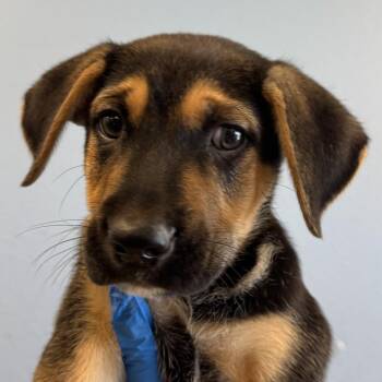 Hercules -  Mixed Breed Dog for Adoption in Las Cruces, New Mexico - Hercules | PetCurious