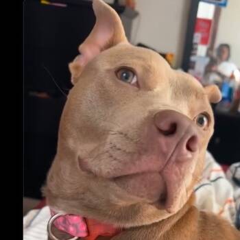 Rescue Pit Bull Terrier Dogs for Adoption in East St. Louis, Illinois - Bentley Brooks | PetCurious