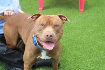 Pit Bull Terrier Dogs Available for Adoption in Chestertown, Maryland - Ford | PetCurious