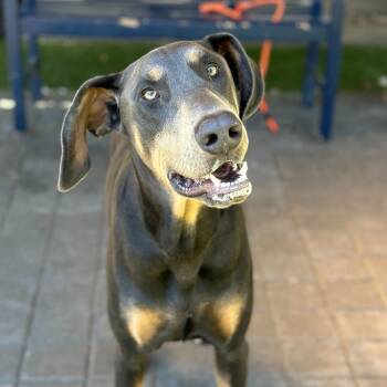 Rescue Doberman Pinscher Dogs for Adoption in San Francisco, California - Duke | PetCurious
