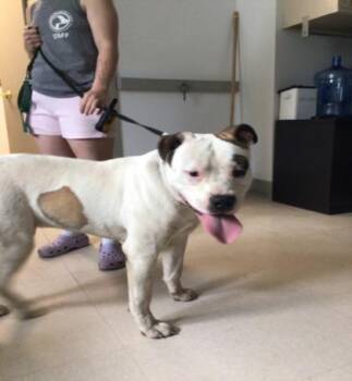Brajia -  Pit Bull Terrier and Mixed Breed Dog for Adoption in Elmira, New York - Brajia | PetCurious