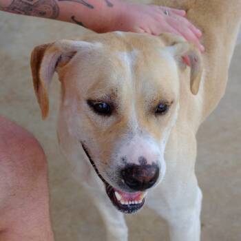 Mixed Breed Dogs Available for Adoption - Gooseberry | PetCurious