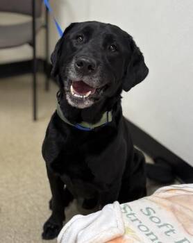 Black Labrador Retriever Dogs Available for Adoption - Scoundrel | PetCurious