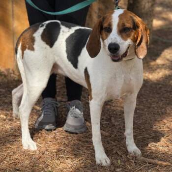 Foxhound Dogs Available for Adoption in Skyline, Minnesota - Mindy | PetCurious