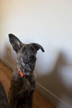 Alys #1 -  Mixed Breed Dog for Adoption in Denver, Colorado - Alys #1 | PetCurious