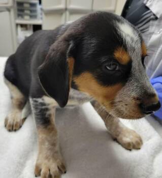 Draw -  Australian Cattle Dog Blue Heeler and Beagle Dog for Adoption in Portage, Wisconsin - Draw | PetCurious