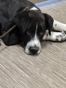 Mishka -  Great Dane and Mastiff Dog for Adoption in Lafayette, Colorado - Mishka | PetCurious