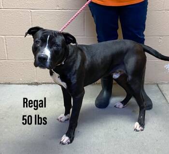 Rescue Staffordshire Bull Terrier Dogs for Adoption in Clearfield, Kentucky - Regal | PetCurious