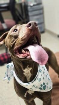 Maverick -  Mixed Breed Dog for Adoption in Hamilton, Ohio - Maverick | PetCurious