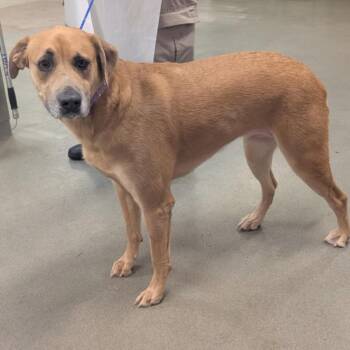 Labrador Retriever and Presa Canario Dogs Available for Adoption in Houston, Texas - AKILA | PetCurious