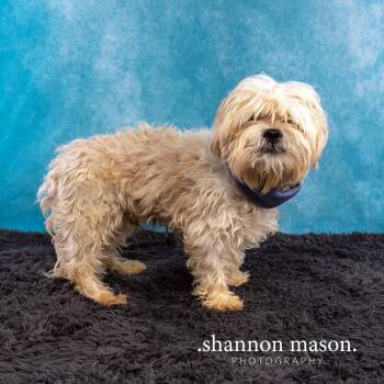 Buddy -  Terrier Dog for Adoption in Las Vegas, Nevada - Buddy | PetCurious