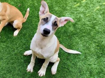 Anatolian Shepherd and Mixed Breed Dogs Available for Adoption in Moreno Valley, California - TABITHA | PetCurious