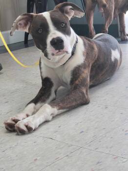 Rescue American Bulldog Dogs for Adoption in Troy, Alabama - Malachi | PetCurious