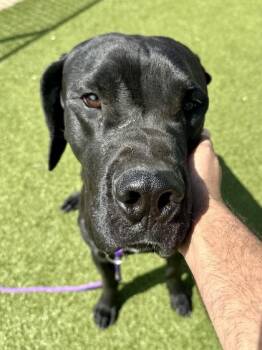 Mixed Breed Dogs Available for Adoption in Wichita, Kansas - Travis | PetCurious