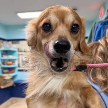 Chili -  Pekingese and Mixed Breed Dog for Adoption in Columbus, North Carolina - Chili | PetCurious