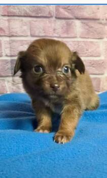 Fondue -  Chihuahua and Pomeranian Dog for Adoption in Boulder, Colorado - Fondue | PetCurious