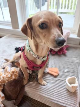 Gretel -  Dachshund Dog for Adoption in Gainesville, Virginia - Gretel | PetCurious