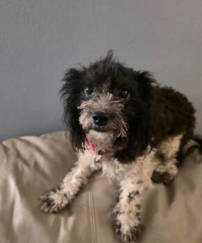 Poodle and Miniature Poodle Dogs Available for Adoption in Manvel, Texas - Stella | PetCurious