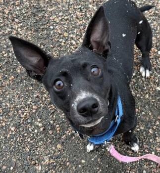 Pepper -  Chihuahua Dog for Adoption in Golden, Colorado - Pepper | PetCurious