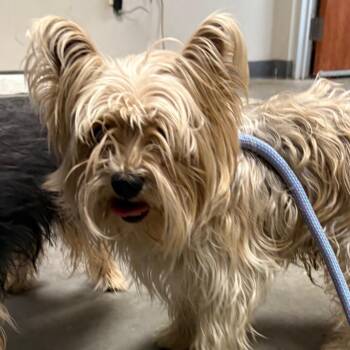 Yorkshire Terrier Dogs Available for Adoption in Yuma, Arizona - Hot Dog | PetCurious
